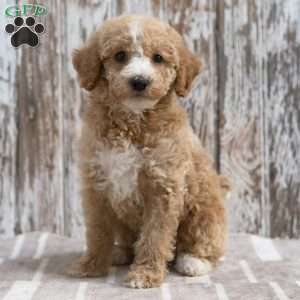 Kendric, Mini Labradoodle Puppy